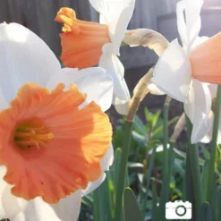 Menu Mid Spring Flowers Garden Kit -US Garden Plants Sales 2024 82122 accent daffodil 2