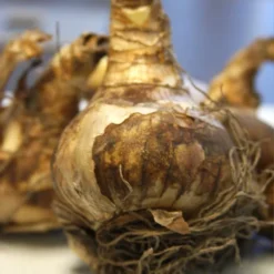 Menu Beginner Daffodil Collection -US Garden Plants Sales 2024 82122 accent daffodil 3 1