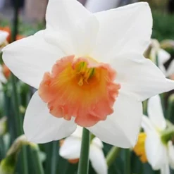 Menu Beginner Daffodil Collection -US Garden Plants Sales 2024 82122 accent daffodil 4 1