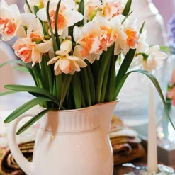 Menu Double Daffodil Collection -US Garden Plants Sales 2024 82125 my story daffodil 2