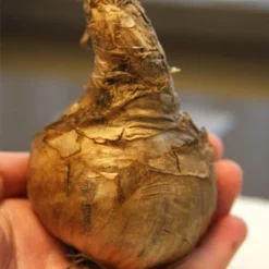 Menu Double Daffodil Collection -US Garden Plants Sales 2024 82125 my story double daffodil 2