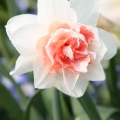 Menu Double Daffodil Collection -US Garden Plants Sales 2024 82125 my story double daffodil