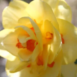 Menu Double Daffodil And Tulip Collection -US Garden Plants Sales 2024 82126 tahiti daffodil 2