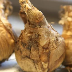 Menu Double Daffodil And Tulip Collection -US Garden Plants Sales 2024 82126 tahiti daffodil 3