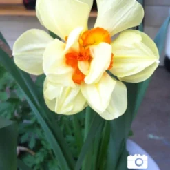 Menu Double Daffodil And Tulip Collection -US Garden Plants Sales 2024 82126 tahiti daffodil 4