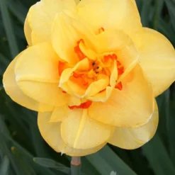 Menu Double Daffodil And Tulip Collection -US Garden Plants Sales 2024 82126 tahiti daffodil 5