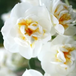 Menu Cheeriest Duo Collection 18 Menu Cheeriest Duo Collection -US Garden Plants Sales 2024 82128 bridal crown daffodil 1