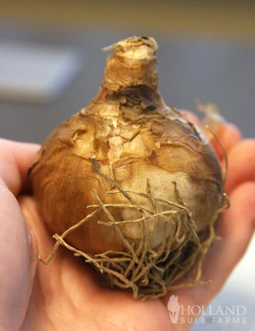 Menu Fragrant Mix Collection 16 Menu Fragrant Mix Collection - Image 14