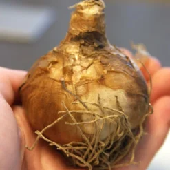 Menu Late Spring Flowers Garden Kit -US Garden Plants Sales 2024 82128 bridal crown daffodil 2