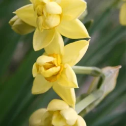 Menu Deer Resistant Spring Blooming Garden -US Garden Plants Sales 2024 82132 yellow cheerfulness daffodils 2