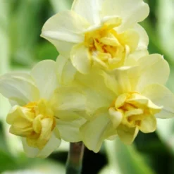 Menu Deer Resistant Spring Blooming Garden -US Garden Plants Sales 2024 82132 yellow cheerfulness daffodils