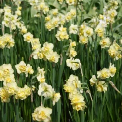 Menu Deer Resistant Spring Blooming Garden -US Garden Plants Sales 2024 82132 yellow cheerfulness daffodils 3