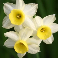 Menu Small Wonders Garden Collection -US Garden Plants Sales 2024 82139 minnow rock garden daffodil 2 2
