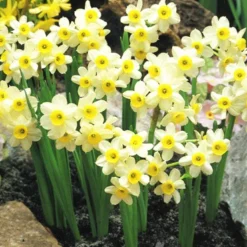 Menu Dwarf Rock Garden Daffodil Collection 27 Menu Dwarf Rock Garden Daffodil Collection -US Garden Plants Sales 2024 82139 minnow rock garden daffodil