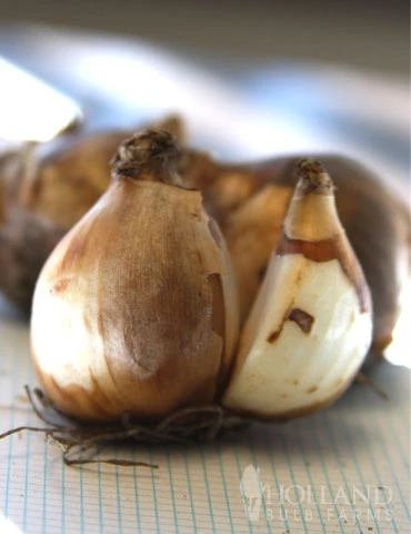 Menu Early Spring Flowers Garden Kit 6 Menu Early Spring Flowers Garden Kit - Image 4