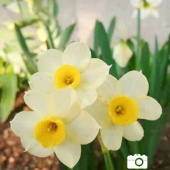 Menu Early Spring Flowers Garden Kit 19 Menu Early Spring Flowers Garden Kit -US Garden Plants Sales 2024 82139 minnow rock garden daffodil 4 1