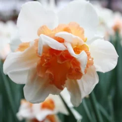 Menu Pink Daffodil Collection -US Garden Plants Sales 2024 82141 replete pink daffodil 1