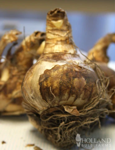 Menu Pink Tulip & Daffodil Collection 5 Menu Pink Tulip & Daffodil Collection - Image 3