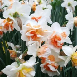 Menu Pink Daffodil Collection -US Garden Plants Sales 2024 82141 replete pink daffodil 3 1