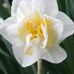 Menu Double Daffodil Collection -US Garden Plants Sales 2024 82142 white lion double daffodil