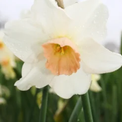 Menu Bells And Blue Duo Collection -US Garden Plants Sales 2024 82143 bell song daffodil 2