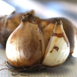 Menu Bells And Blue Duo Collection -US Garden Plants Sales 2024 82143 bell song daffodil 3