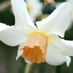 Menu Bells And Blue Duo Collection -US Garden Plants Sales 2024 82143 bell song daffodil 4