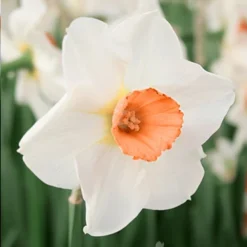 Menu Dwarf Rock Garden Daffodil Collection 33 Menu Dwarf Rock Garden Daffodil Collection -US Garden Plants Sales 2024 82143 bell song daffodil 5