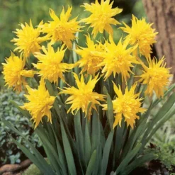 Menu Small Wonders Garden Collection -US Garden Plants Sales 2024 82144 rip van winkle species daffodil 1