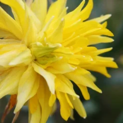 Menu Dwarf Rock Garden Daffodil Collection 32 Menu Dwarf Rock Garden Daffodil Collection -US Garden Plants Sales 2024 82144 rip van winkle species daffodil 2