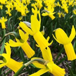 Menu Early Spring Blooms Collection 23 Menu Early Spring Blooms Collection -US Garden Plants Sales 2024 82146 rapture daffodils