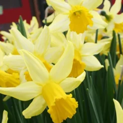 Menu Early Spring Blooms Collection 24 Menu Early Spring Blooms Collection -US Garden Plants Sales 2024 82146 rapture miniature daffodil 2