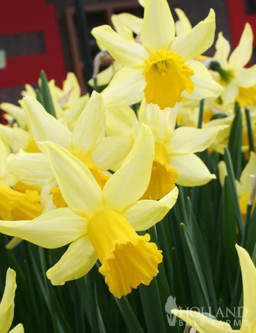 Menu Early Spring Blooms Collection 12 Menu Early Spring Blooms Collection - Image 10