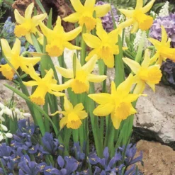 Menu Early Spring Blooms Collection 22 Menu Early Spring Blooms Collection -US Garden Plants Sales 2024 82146 rapture miniature daffodil