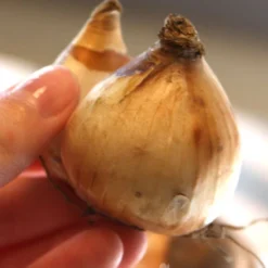 Menu Early Spring Blooms Collection 25 Menu Early Spring Blooms Collection -US Garden Plants Sales 2024 82146 rapture miniature daffodil 3