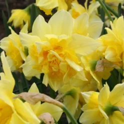 Menu Double Daffodil Collection -US Garden Plants Sales 2024 82149 dick wilden daffodil 2