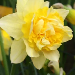 Menu Double Daffodil Collection -US Garden Plants Sales 2024 82149 dick wilden daffodil