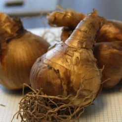 Menu Double Daffodil Collection -US Garden Plants Sales 2024 82149 dick wilden daffodil 3