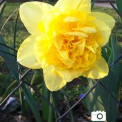 Menu Double Daffodil Collection -US Garden Plants Sales 2024 82149 dick wilden daffodil 4