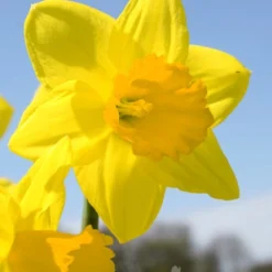 Menu Under The Tree And Blooming Collection 21 Menu Under The Tree And Blooming Collection -US Garden Plants Sales 2024 82158 fortune daffodil