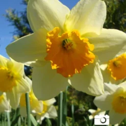 Menu Under The Tree And Blooming Collection 22 Menu Under The Tree And Blooming Collection -US Garden Plants Sales 2024 82158 fortune daffodil 3