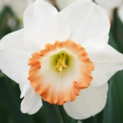 Menu Deer Resistant Spring Blooming Garden -US Garden Plants Sales 2024 82159 pink charm daffodil