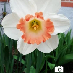Menu Deer Resistant Spring Blooming Garden -US Garden Plants Sales 2024 82159 pink charm daffodil 3