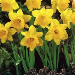 Menu 100 Tulips & Daffodils Collection 12 Menu 100 Tulips & Daffodils Collection -US Garden Plants Sales 2024 82164 dutch master daffodil