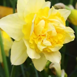 Menu Double Daffodil Collection -US Garden Plants Sales 2024 82166 double daffodil collection 3