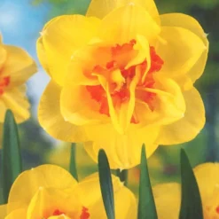 Menu Double Daffodil Collection -US Garden Plants Sales 2024 82166 double daffodil collection 4