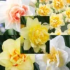 Menu Double Daffodil Collection -US Garden Plants Sales 2024 82166 double daffodil collection 5