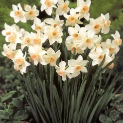 Menu Dwarf Rock Garden Daffodil Collection 20 Menu Dwarf Rock Garden Daffodil Collection -US Garden Plants Sales 2024 82168 dwarf rock garden daffodil collection 2