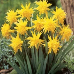 Menu Dwarf Rock Garden Daffodil Collection 21 Menu Dwarf Rock Garden Daffodil Collection -US Garden Plants Sales 2024 82168 dwarf rock garden daffodil collection 3