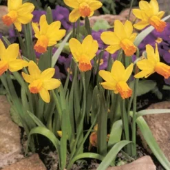 Menu Dwarf Rock Garden Daffodil Collection 22 Menu Dwarf Rock Garden Daffodil Collection -US Garden Plants Sales 2024 82168 dwarf rock garden daffodil collection 4